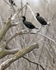 Double crested Cormorants